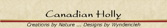 Canadian Holly