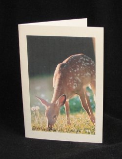 Greeting Card: Fawn Dining Beside the Window