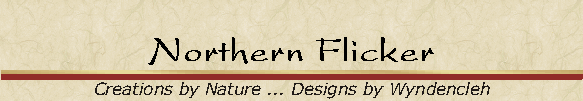 Northern Flicker