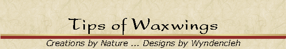 Tips of Waxwings